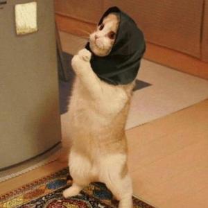 Gambar hewan lucu kucing berdoa.jpg