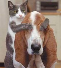 Gambar hewan lucu kucing dan anjing.jpg