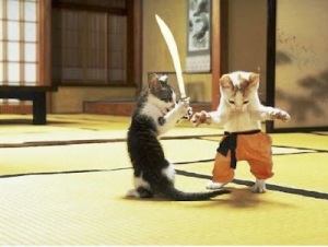 Gambar hewan lucu kucing berperang.jpg