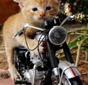Gambar hewan lucu kucing naik motor.jpg