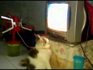Gambar hewan lucu kucing sedang nonton tv.jpg