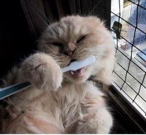 Gambar hewan lucu kucing sikat gigi.jpg