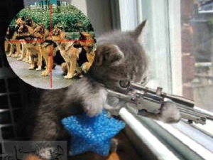 Gambar hewan lucu kucing tembak anjing.jpg