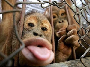 Gambar hewan lucu monyet mengejek.jpg