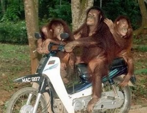Gambar hewan lucu monyet sekeluarga naik motor.jpg