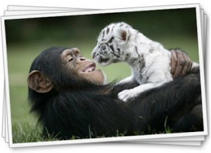 Gambar hewan lucu orang utan n harimau putih.jpg